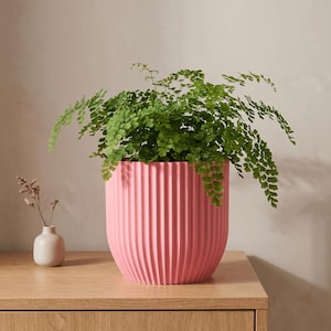 Puede incluir: Una maceta cilíndrica de color rosa vibrante con detalles acanalados verticales que contiene un helecho culantrillo verde. Junto a la maceta hay un pequeño jarrón de cerámica de color blanco roto con un tallo seco.