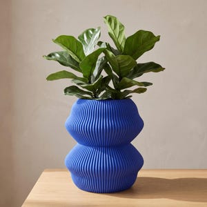 May include: A vibrant cobalt blue vase with a distinct double-bulge silhouette and a fine vertical ribbed texture throughout its surface. The vase contains a lush green fiddle leaf fig plant with broad, glossy, dark green leaves extending upwards.