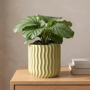 May include: A light yellow cylindrical plant pot with a vertical wavy ribbed texture. The pot contains a lush green Calathea plant with broad, oval-shaped leaves featuring prominent, symmetrical light green veins across the dark green foliage.