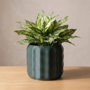 May include: A dark green cylindrical plant pot with a vertical ribbed texture containing an Aglaonema plant. The plant features pointed, lance-shaped leaves with a variegated pattern of deep green and creamy white spots throughout the foliage.