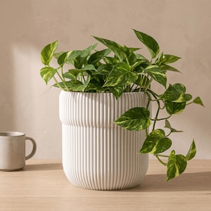 May include: A white cylindrical planter with a vertical ribbed texture containing a trailing pothos plant with variegated green and yellow heart-shaped leaves. The planter has a distinct horizontal ridge near the top rim and a rounded base.