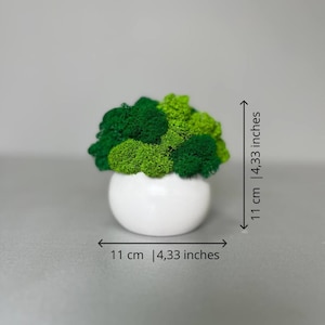 Kleiner moderner Übertopf mit konserviertem Moos im schwarzen Topf | Handgemachte Holztischpflanze | Low Light Eco Greenery Dekor für Büro oder Regal