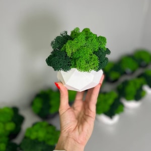 Moss Bowl Moss Planters and pots Preserved Moss centerpiece  Moss wall art  Preserved moss bowl table centerpiece Green art, Mother&#39;s Day