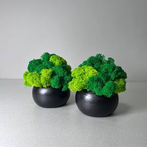 Schwarzer Holztopf mit stabilisiertem Moos, Kleiner Blumentopf, Konserviertes Moos, Moderne kleine Pflanzgefäße, Low Lights Pflanzen, Tischdekoration
