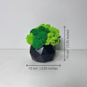 Bold Moss Decor in Black Geometric Pot Handmade Seasonal Greenery Accent for Home, Desk, or Office Preserved Moss Gift Idea, Wood plant pot