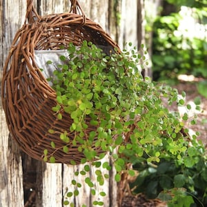 Handgjord hängande planteringslåda i vävd rotting – Boho väggdekor