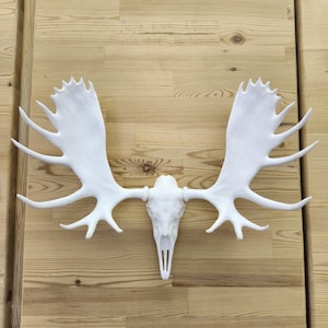 Support mural tête de mort et bois d'orignal, 12"x11"