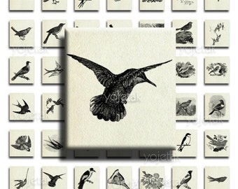 Birds Vintage Illustrations - Instant Download - 75inx.83in Scrabble Size Image Tiles, Digital Collage Sheet PDF Images