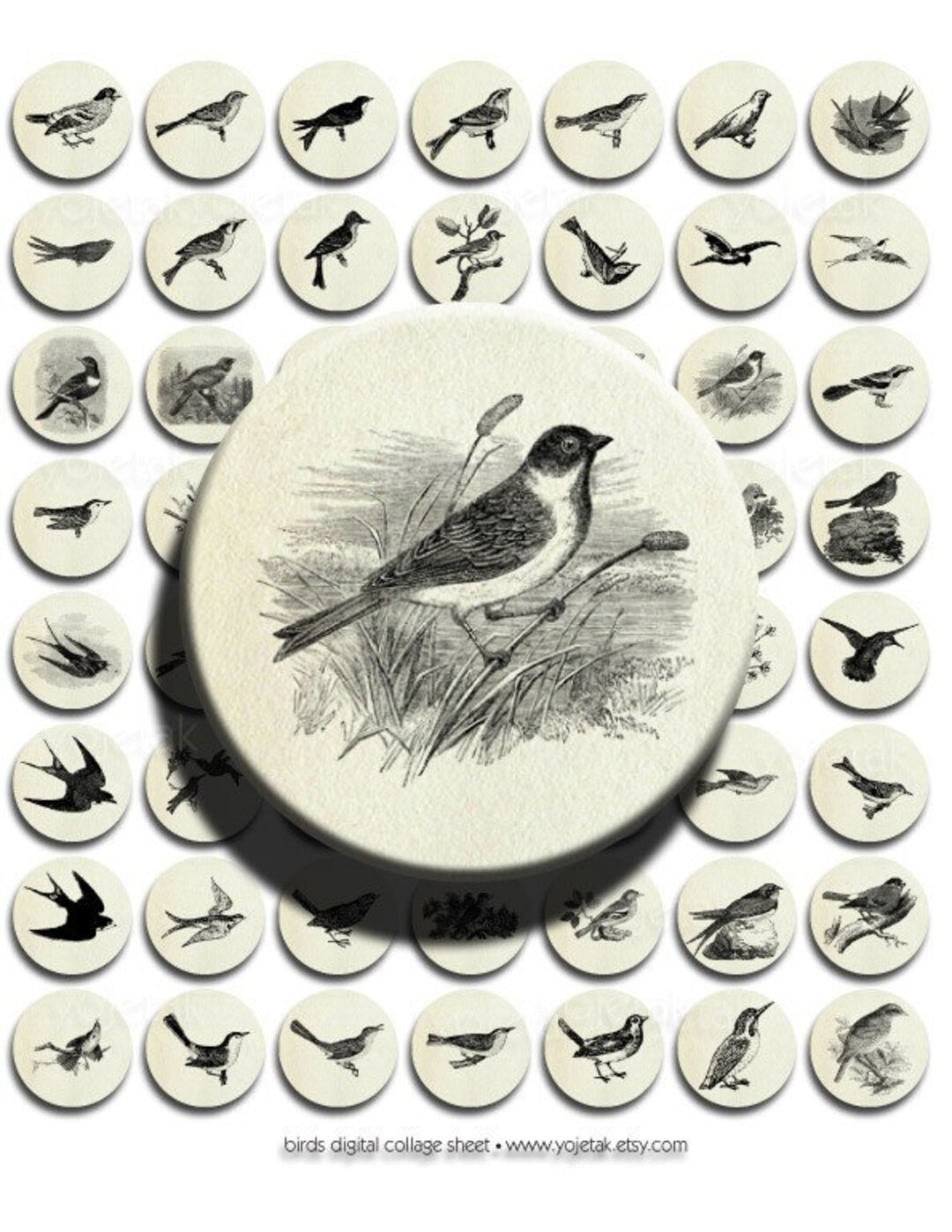 Birds Vintage Illustrations Instant Download 1 Inch Circles, Digital ...
