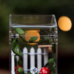 Garden Jumping Spider Enclosure