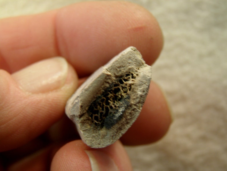 9102 Fossil Bone /& Tooth