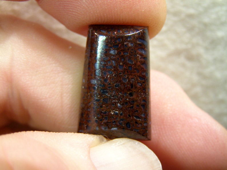 9068 Dinosaur Bone Cabochon 22 x 14 x 6 mm