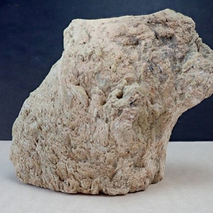 May include: A large, irregularly shaped piece of fossilized coral. The coral is a light beige color and has a rough, textured surface.
