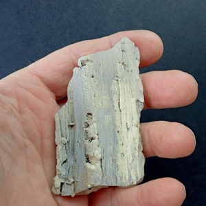 May include: A piece of fossilized wood with a light gray and white color. The wood has a rough texture and shows signs of weathering.