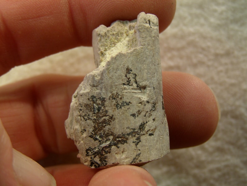 9102 Fossil Bone /& Tooth