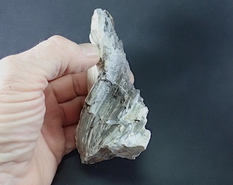 30689 Madera petrificada, espécimen de madera fosilizada, 114 x 65 x 33 mm, 150 g, decoración de exhibición, especímenes minerales metafísicos de thegemdealer