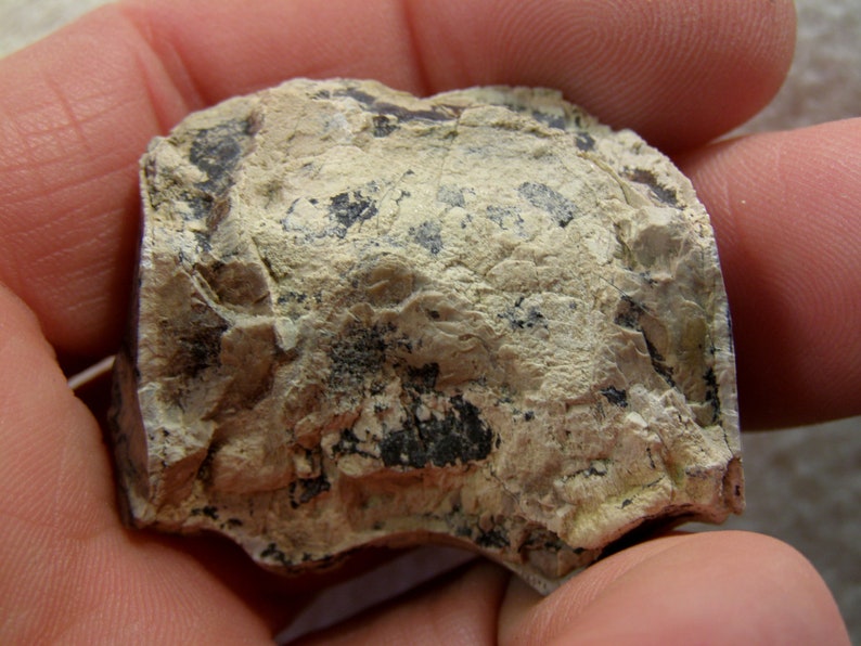 9102 Fossil Bone /& Tooth
