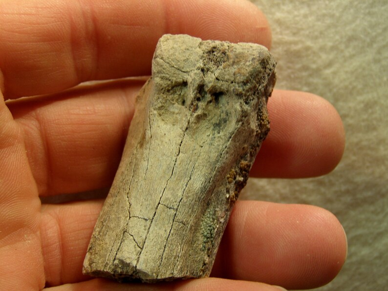 9102 Fossil Bone /& Tooth