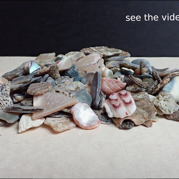 30213 Abalone Shell  2 oz lot  small bits and pieces of abalone shell  abalone shell crafting materials from thegemdealer