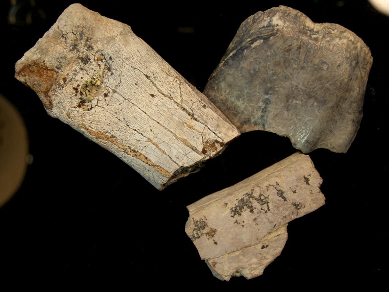 9102 Fossil Bone /& Tooth