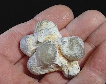 30812 Chalcedony Mineral Specimen botryoidal chalcedony specimen 45 x 35 x 24 mm 38 gm mineral display specimens and rough from thegemdealer