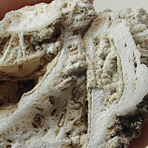 Puede incluir: Primer plano de un esp&eacute;cimen geol&oacute;gico con una estructura en capas. La muestra presenta una mezcla de colores blanquecinos y beige, con una superficie porosa y texturizada. Los intrincados patrones sugieren una composici&oacute;n mineral natural.