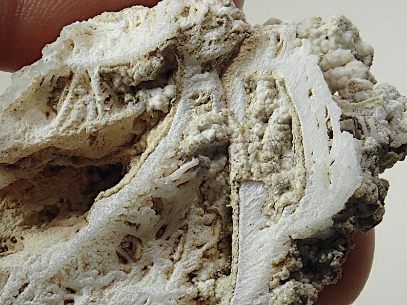 Puede incluir: Primer plano de un esp&eacute;cimen geol&oacute;gico con una estructura en capas. La muestra presenta una mezcla de colores blanquecinos y beige, con una superficie porosa y texturizada. Los intrincados patrones sugieren una composici&oacute;n mineral natural.