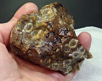 309676 Ejemplar mineral de riolita orbicular. Ejemplar de exhibición de riolita orbicular de 3 1/4 x 2 1/2 x 1 3/4 pulgadas, 256 gramos. Ejemplares de thegemdealer.