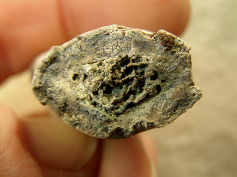 9102 Fossil Bone /& Tooth