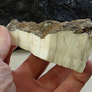 May include: A hand holds a piece of petrified wood. The wood has a light beige interior with vertical grain and a dark, textured exterior. The specimen is a natural, earthy tone, showcasing the preserved details of ancient wood.