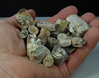 309644 Petrified Wood  lot of small fossil wood pieces 4 oz lot petrified wood for display, decor, dioramas, miniatures  from thegemdealer