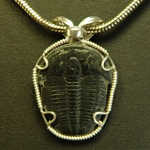 Trilobite Pendant - Etsy