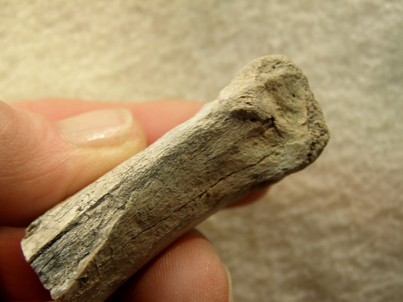 9102  Fossil Bone /& Tooth