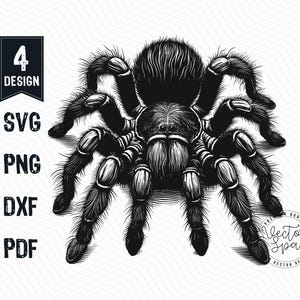 Tarantula Spider Illustration Vector, Tarantula SVG, Spider SVG, Tarantula Spider PNG Clipart Cut Files Engraving Silhouette