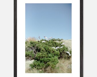 Melbourne Seagulls Photo Print – Australian Coastal Wall Art