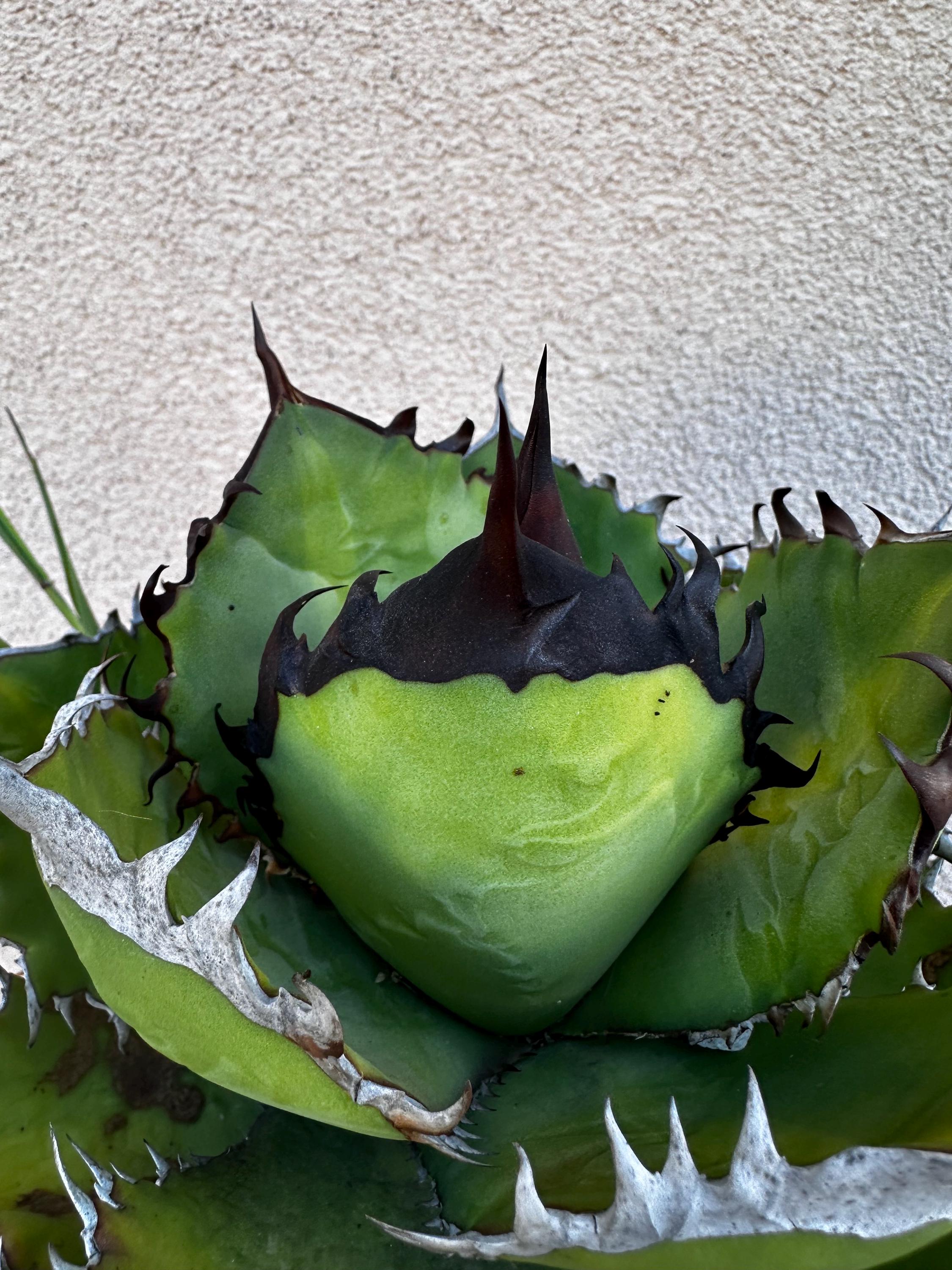 Agave Oteroi - Etsy