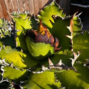 May include: Close-up of a vibrant green succulent plant with spiky, serrated edges. The plant's center features a cluster of brown and yellow buds. The plant is in a terracotta pot, set against a wooden fence background.