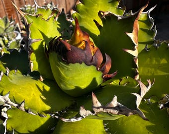 Agave Titanota 'caesar' - アガベ チタノタ “シーザー” - 凱撒嚴龍