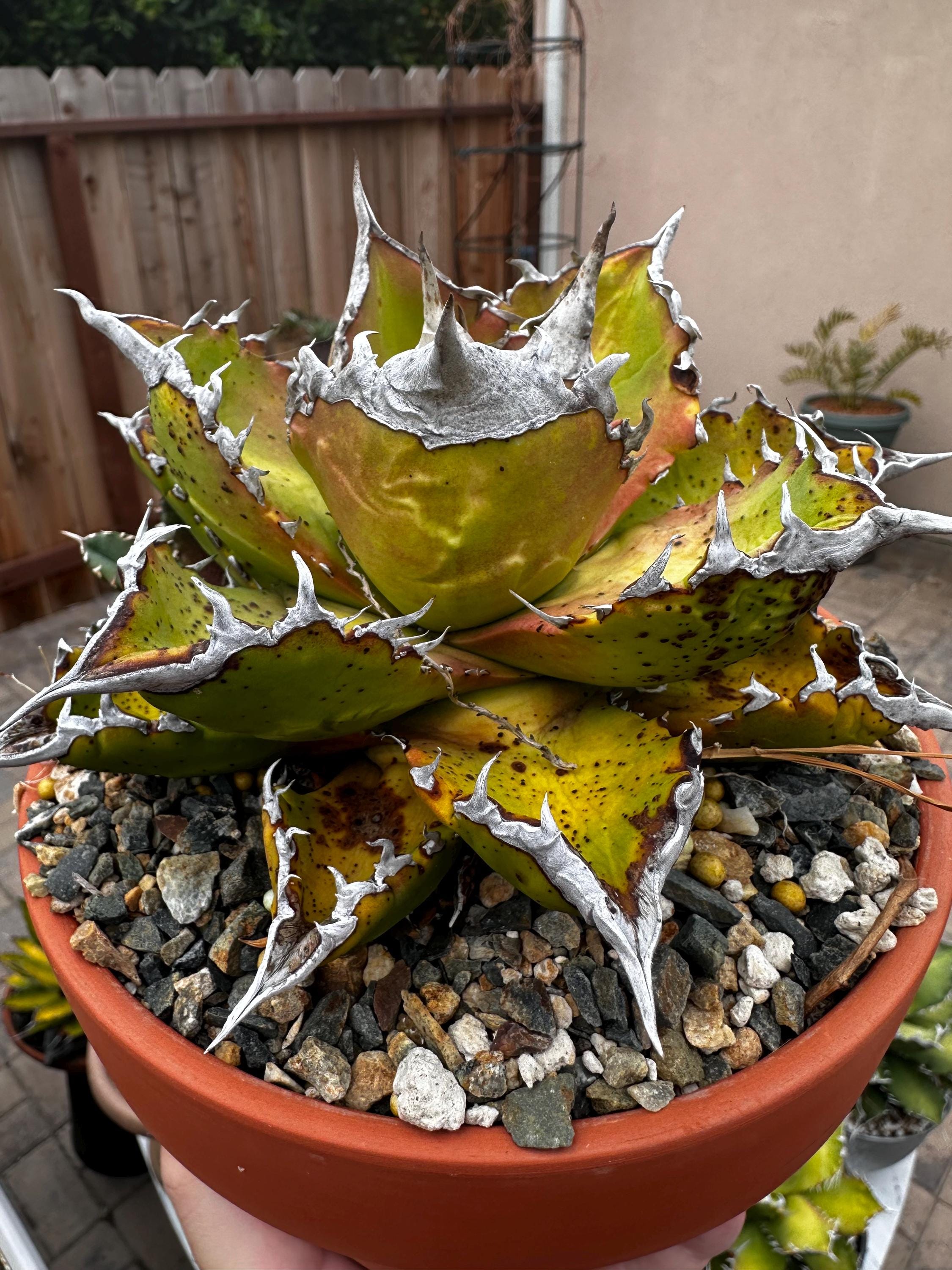 Agave Oteroi - Etsy