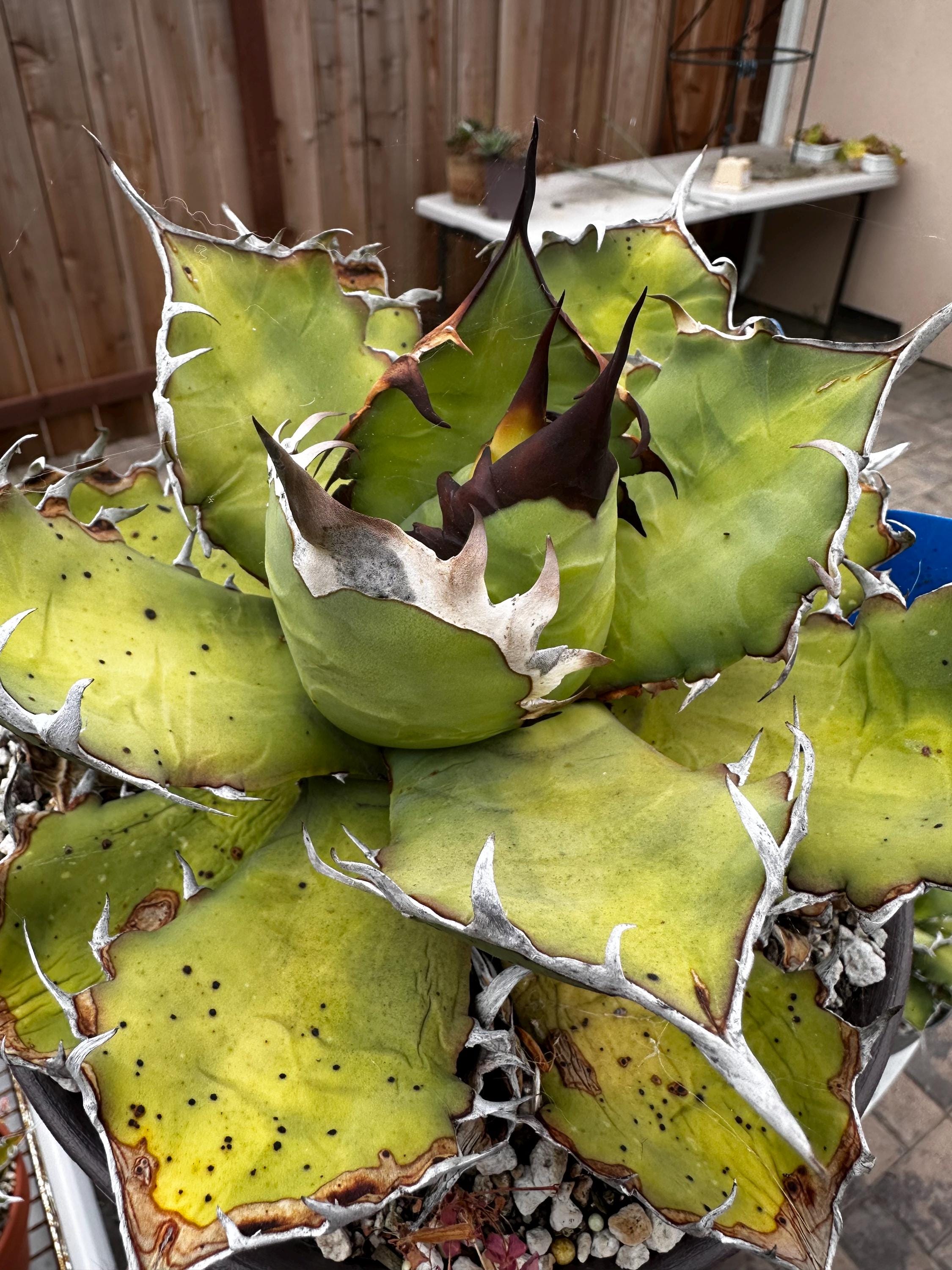 Agave Oteroi - Etsy