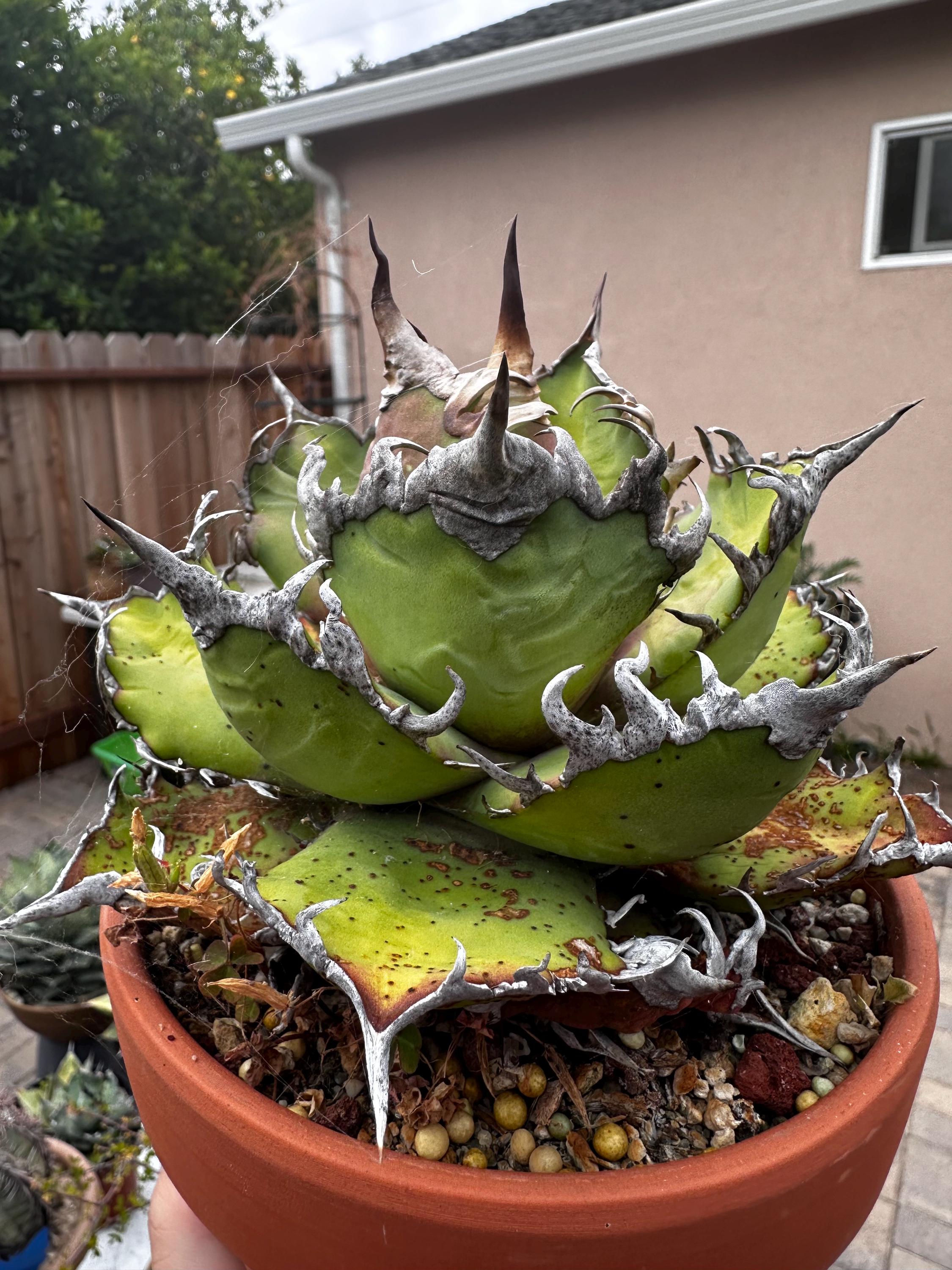 Agave Oteroi - Etsy