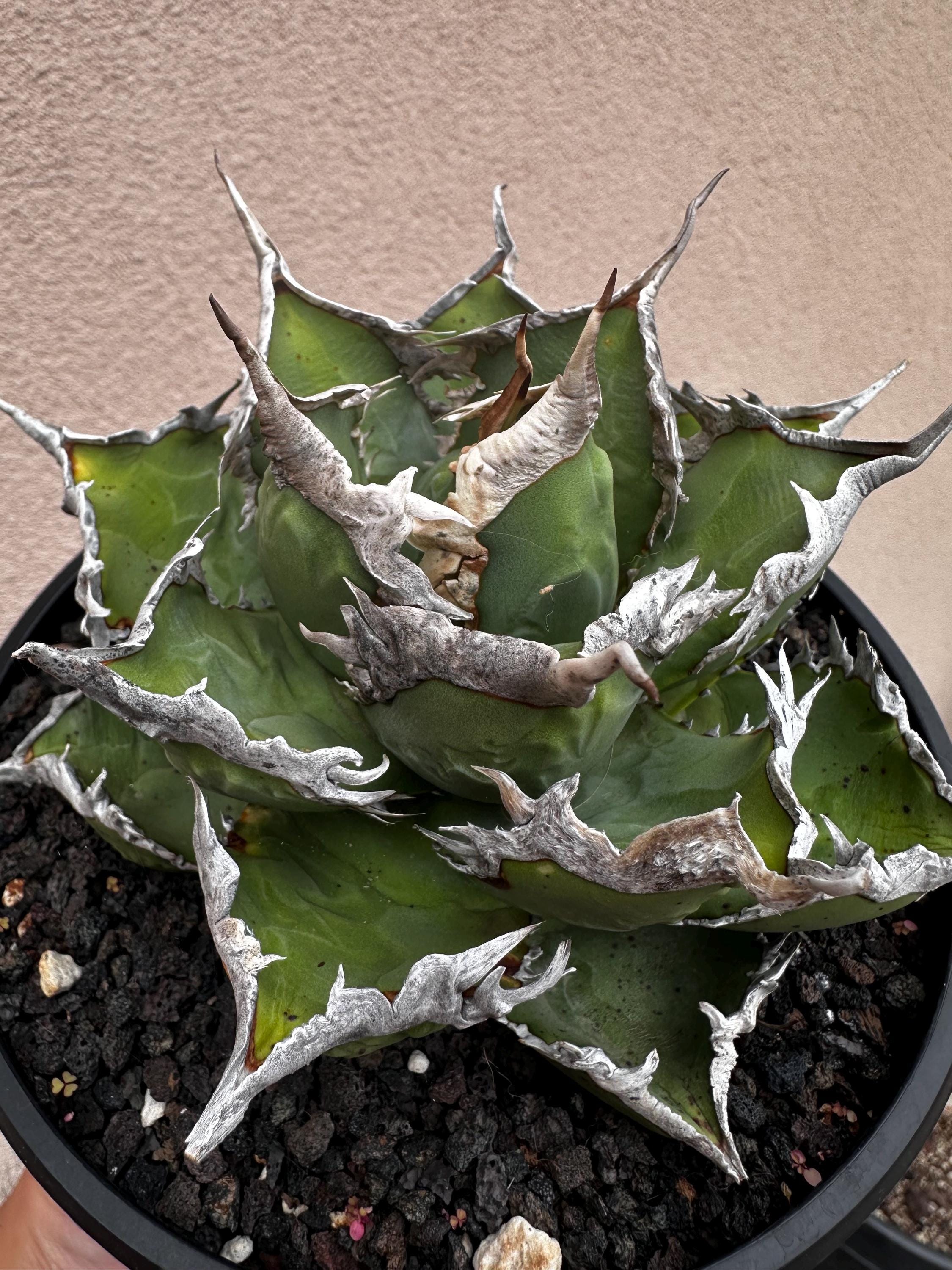 Agave Oteroi - Etsy