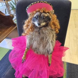 May include: A taxidermy raccoon wearing a bright pink tulle skirt, a matching pink hat with a leopard print trim, and curly auburn hair. The raccoon also wears gold sequined arm cuffs on its front paws, creating a colorful and textured appearance.