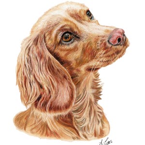 Custom Pet Portrait - Colour Pencil - Original