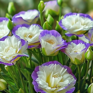 1000 Lisianthus|Eustoma Prairie Gentian Seeds | Premium Non-GMO Heirloom Flower Seeds