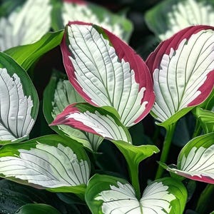Dark Red Hosta Seeds For Planting - 100+ Seeds, Shade Garden Perennial