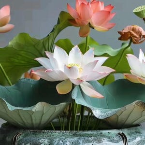 35 Pcs Mix Bonsal Bowl Lotus Seeds Water Lilys Flower Plant Lotus Seeds for Planting Water FeaturesMixed Color