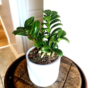 Zamioculcas zamiifolia ‘Zenzi’ – Compact ZZ Plant | Cute Dwarf Indoor Plant, Easy Care Plant 6" tall, Plant Gift for Her, 4"/ 5" nursery pot