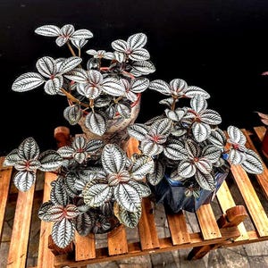 May include: Three potted plants with silver and green leaves and red stems sit on a wooden bench. The plants have a unique leaf pattern and are in decorative pots. The background is dark.