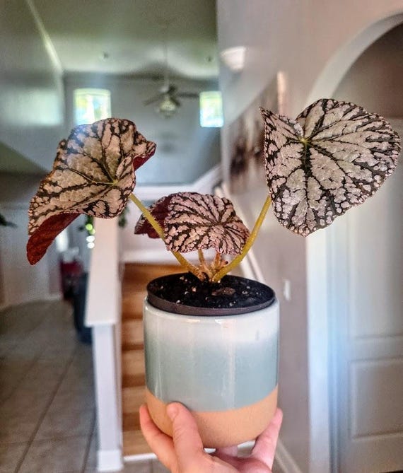 Large Rex Begonia Silver Dollar Live Plant – Silver Foliage Houseplant – Rare Indoor Begonia – Decorative Tropical Plant – EXACT plant